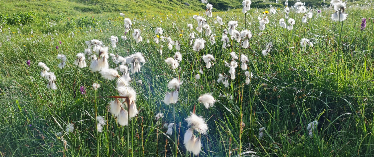 Wollgras auf dem Weg