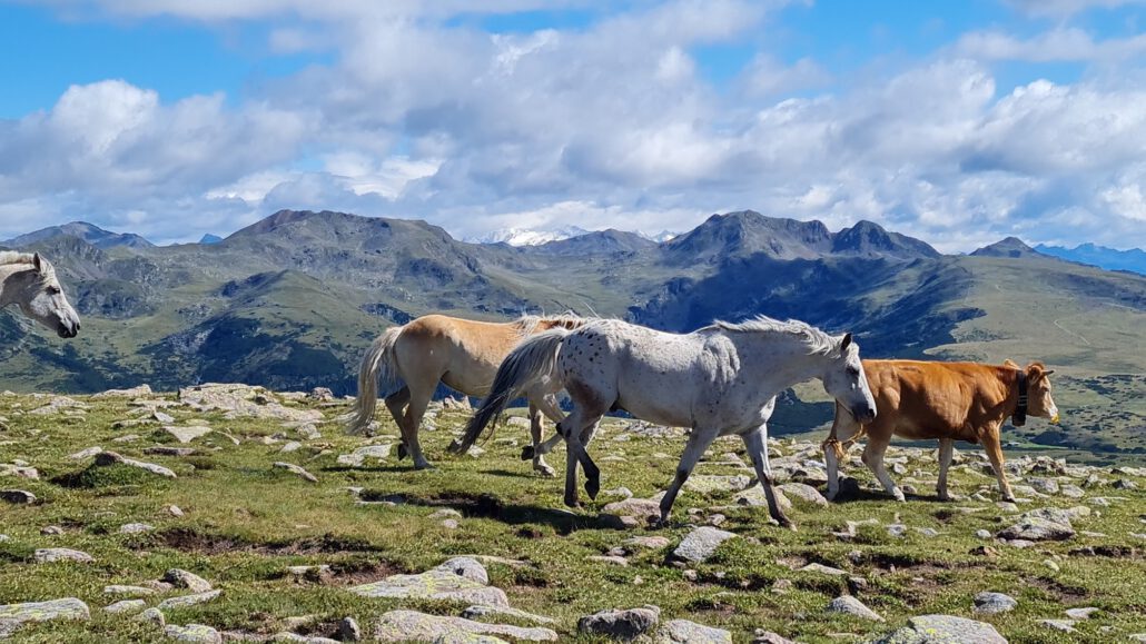 Wanderung Villanderer Alm - Aufstieg 