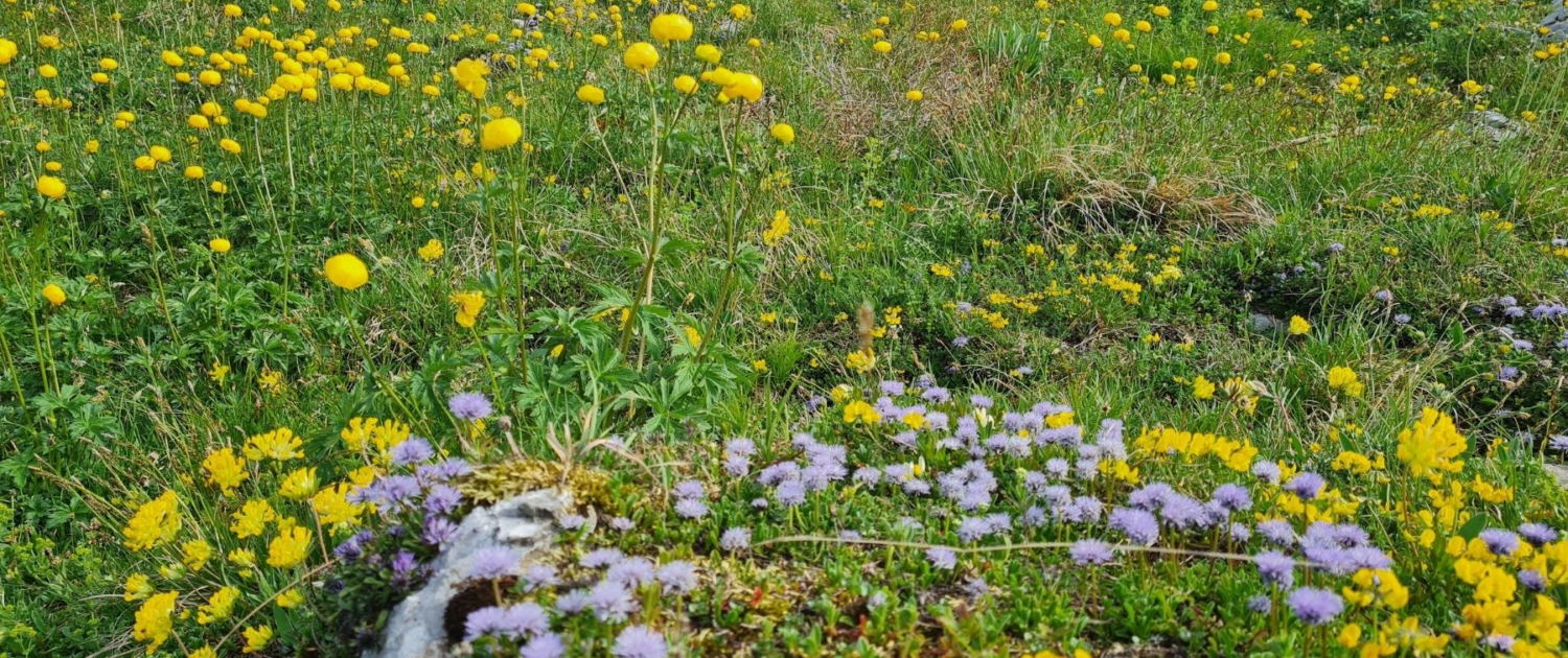 Wanderung auf die Benediktenwand - Blumenwiese