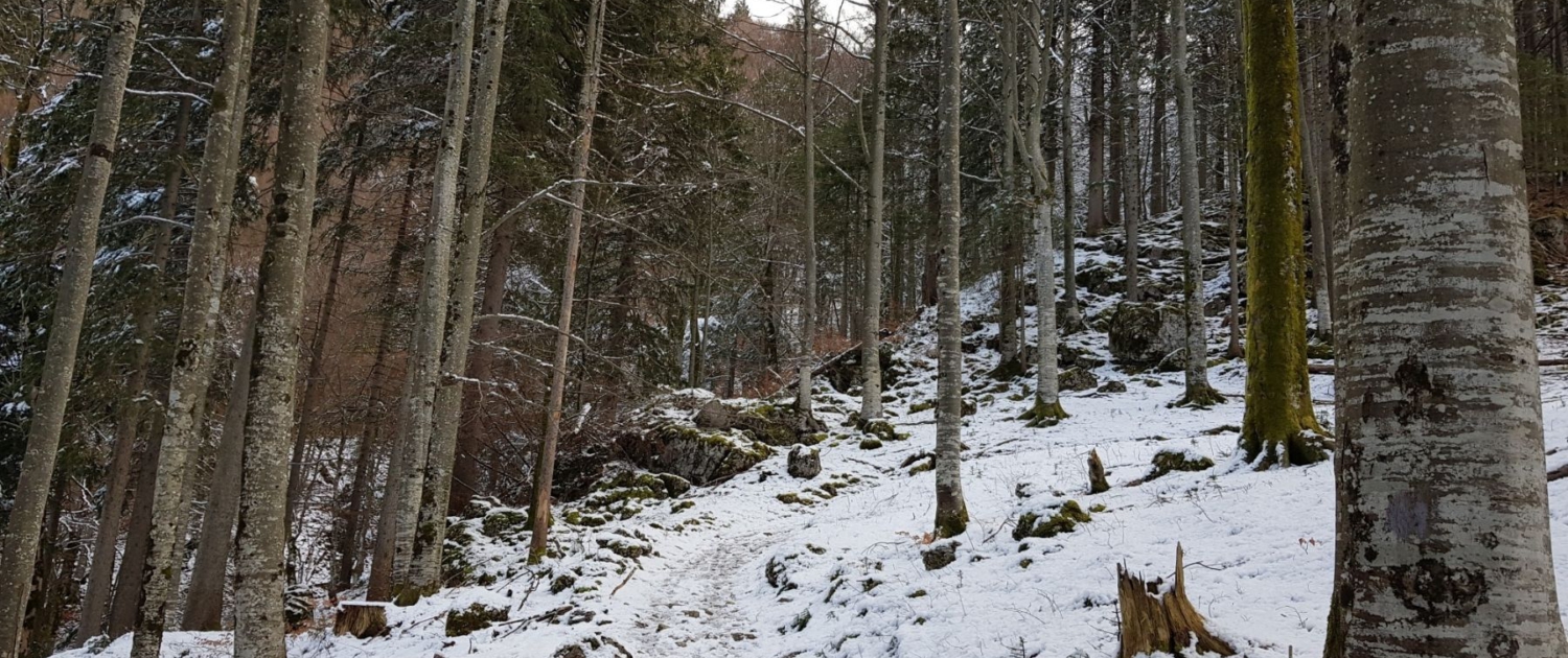 Winterwanderung Bodenschneid: Aufstieg