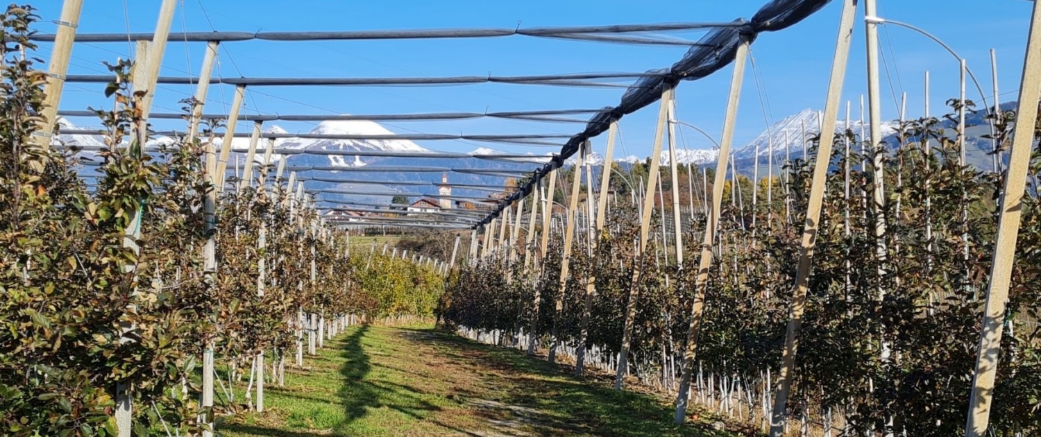 Eisacktaler Wein- und Apfelweg: Apfelspaliere