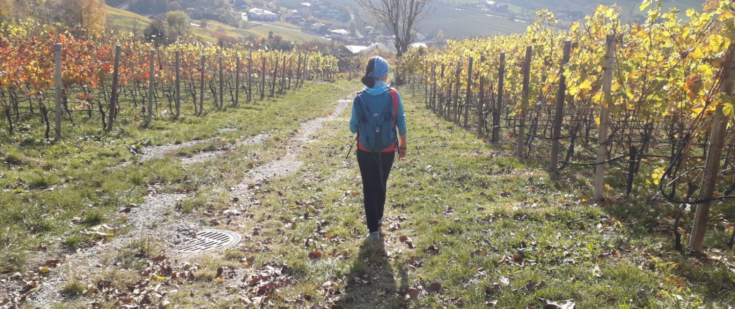 Eisacktaler Wein- und Apfelweg: Abstieg durch Weinhänge