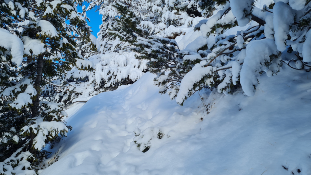 Winterwanderung Strudelkopf - Aufstieg im verschneiten Wald