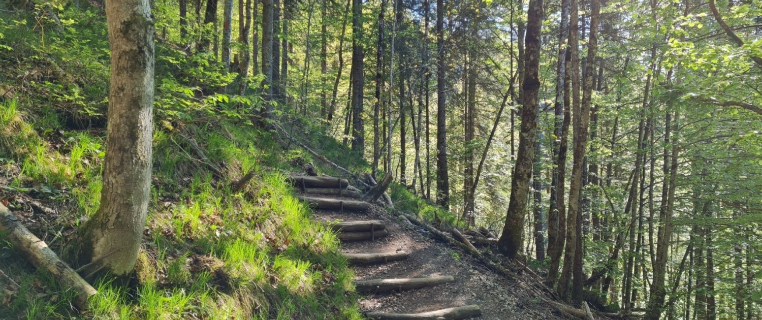 Wanderung auf den Ross- und Buchstein: Aufstieg im Wald