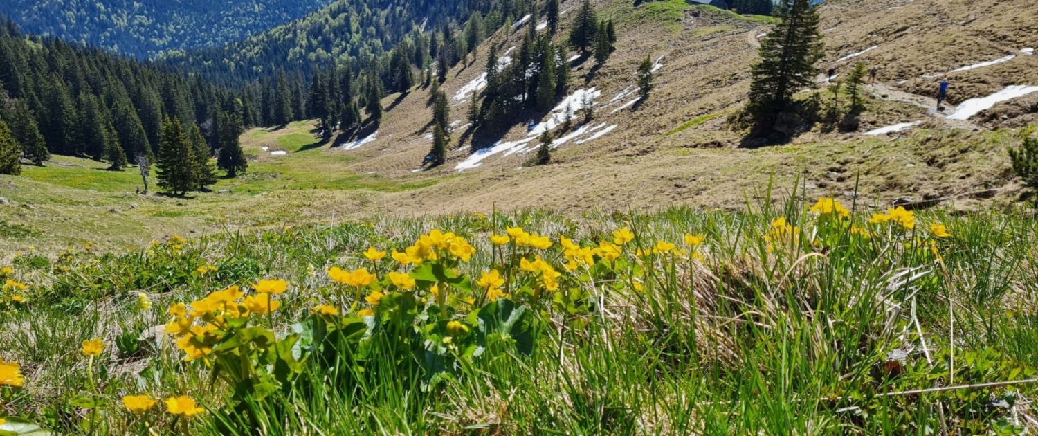 Wanderung auf den Roßstein - Aufstieg im Frühling