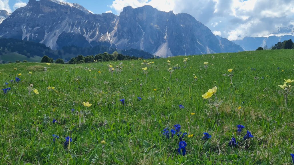 Almenwanderung Seceda: blühende Wiesen