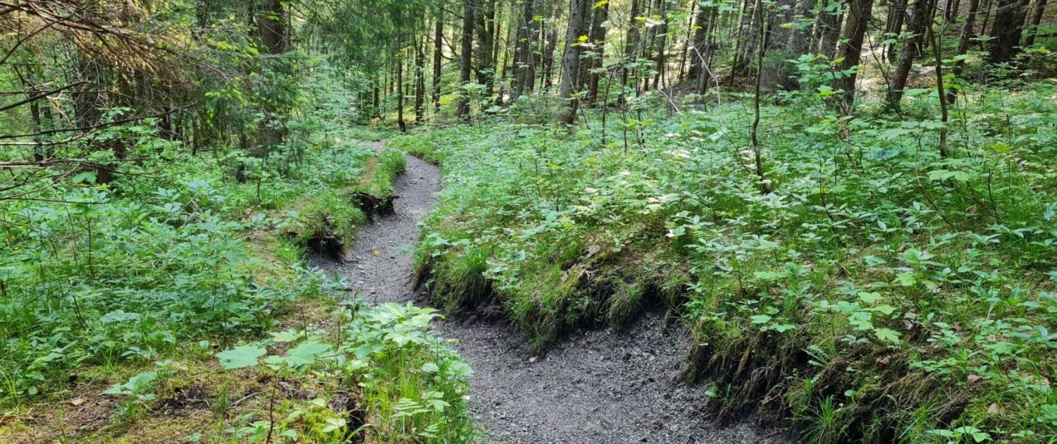 Wanderung auf den Schildenstein - Aufstieg im Wald