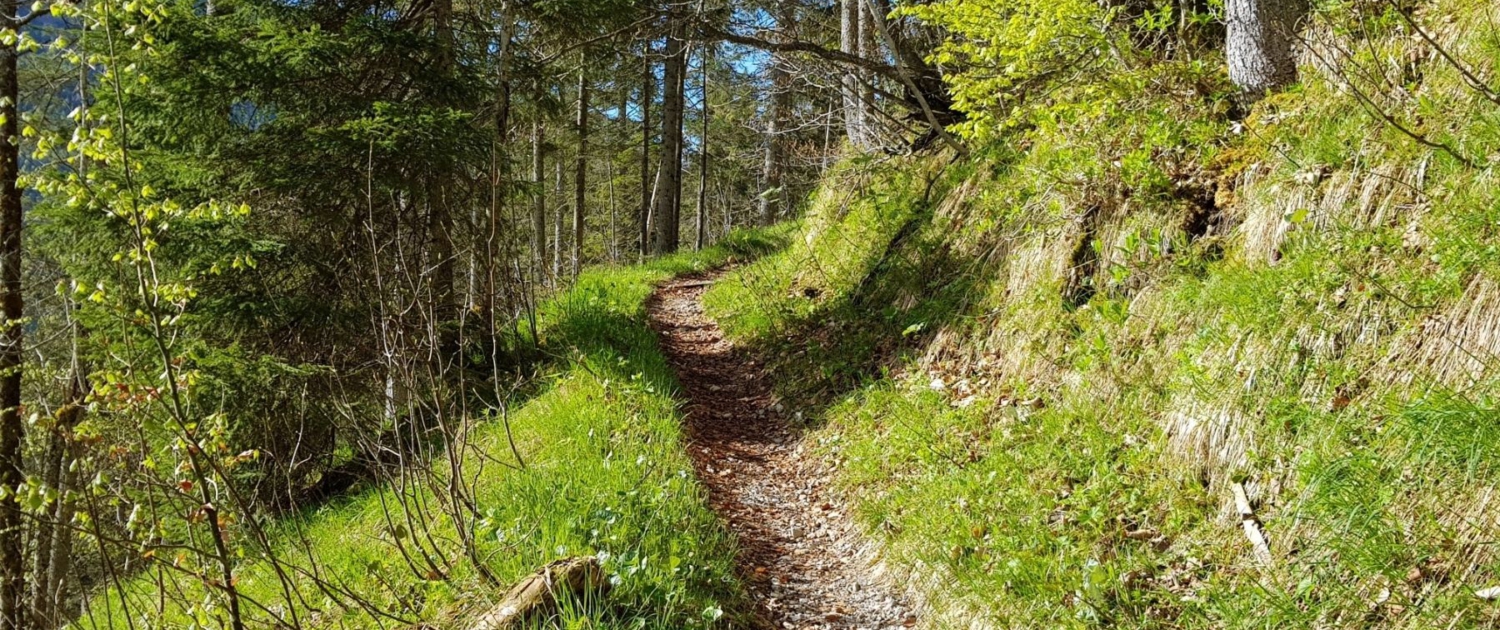 Wanderung auf den Schinder - Steig durch den Wald