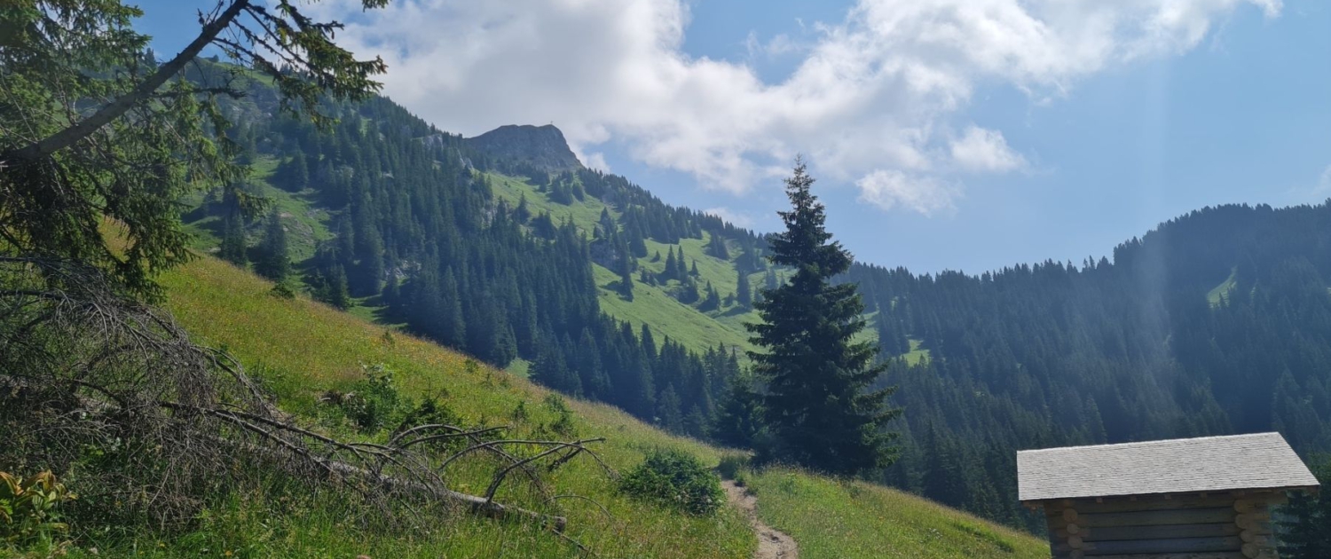 Wanderung zur Schneetalalm - Aufstieg