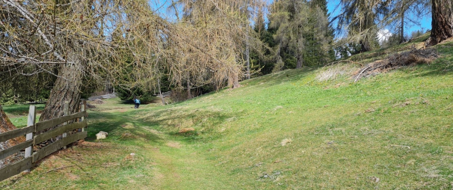 Wanderung Stoanerne Mandl - Weg durch Lärchenwälder