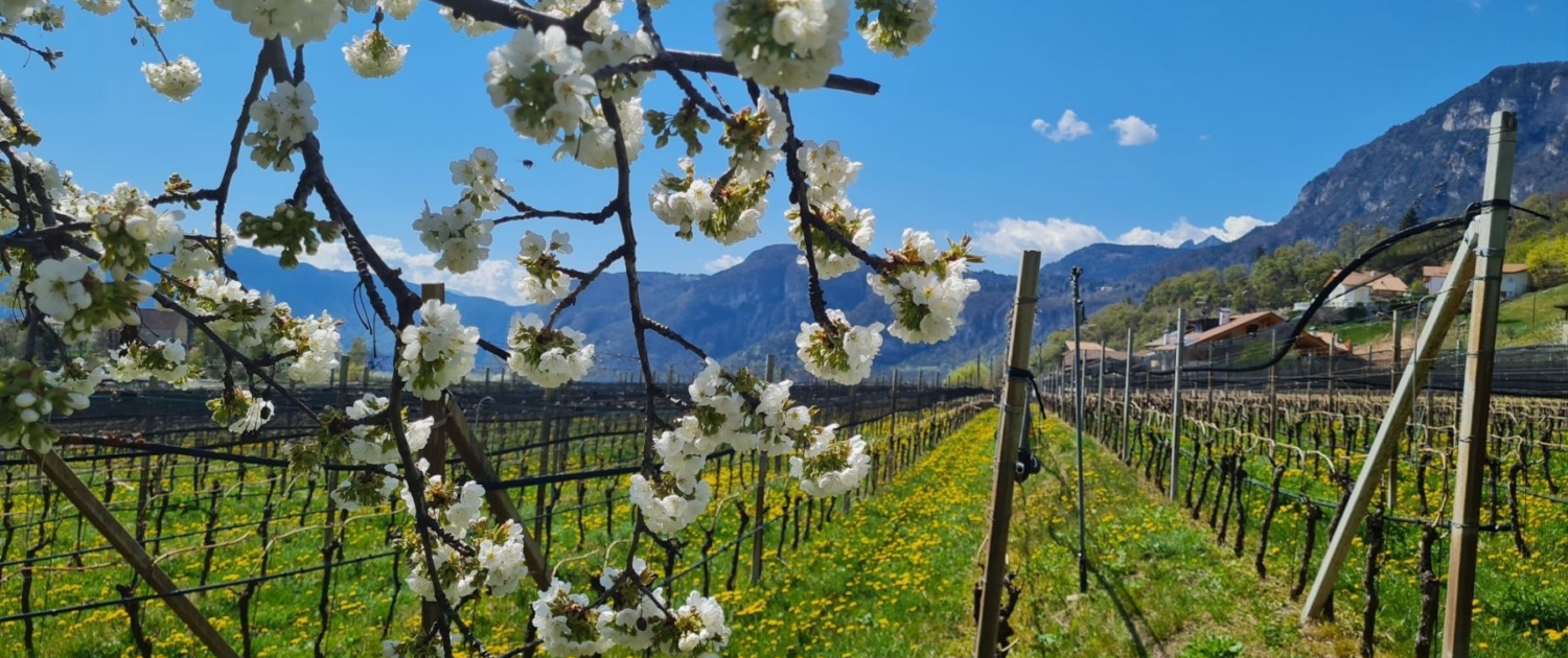 Traminer Höhenweg - Blühende Kirschbäume