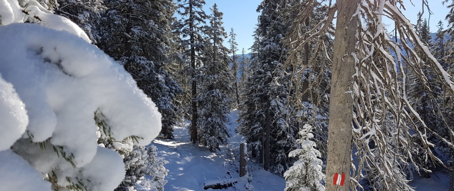 Verschneiter Bergwald