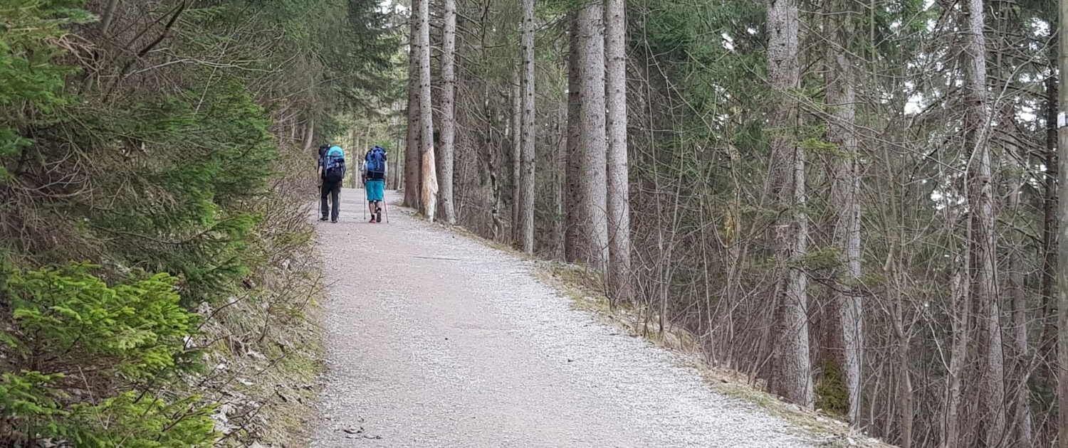 Wanderung Wallberg: Forststraße